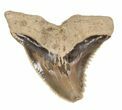 Fossil Hemipristis Shark Tooth - Maryland #42544-1
